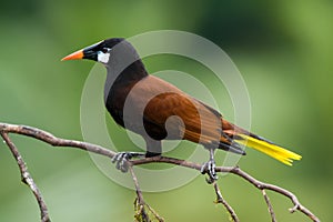 Montezuma Oropendola
