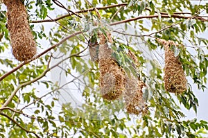 Montezuma Oropendola bird nests, one of Costa Rica`s most iconic bird species