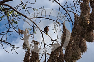 Montezuma oropendola bird Psarocolius montezuma with nests in Costa Rica