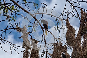 Montezuma oropendola bird Psarocolius montezuma with nests in Costa Rica