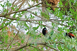 Montezuma Oropendola in Costa Rica in central america