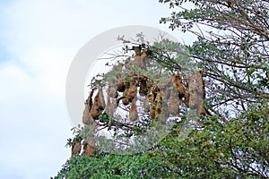 Montezuma Oropendola in Costa Rica in central america