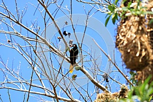 Montezuma Oropendola in Costa Rica in central america