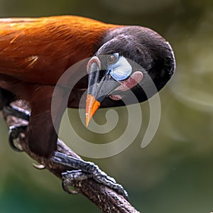 Montezuma oropendola fruit eating bird Costa Rica