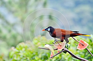 Montezuma Oropendola one of Costa Rica`s most iconic bird species