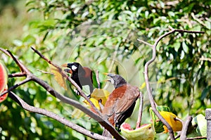 Montezuma Oropendola one of Costa Rica`s most iconic bird species