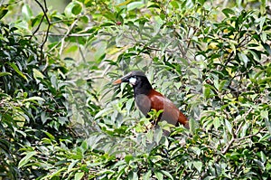 Montezuma Oropendola one of Costa Rica`s most iconic bird species