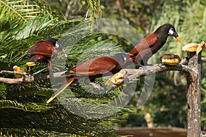 Montezuma oropendola in Pedacito de Cielo near Boca Tapada in Costa Rica photo