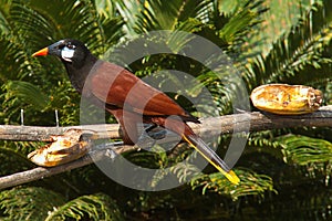 Montezuma oropendola in Pedacito de Cielo near Boca Tapada in Costa Rica photo