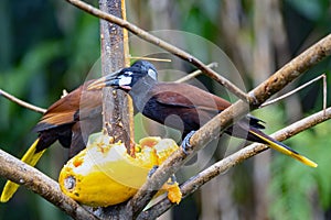 Montezuma oropendola, Psarocolius montezuma