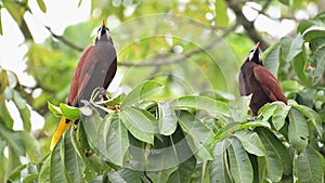 Montezuma Oropendola (psarocolius montezuma), Costa Rica Bird and Wildlife in the Rainforest in Tort