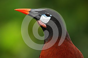 Montezuma Oropendola, Psarocolius montezuma, portrait of exotic bird from Costa Rica, brown with black head and orange bill, clear