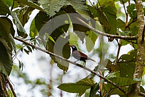 Montezuma Oropendola & x28;Psarocolius montezuma& x29;, taken in Costa Rica