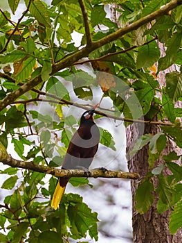 Montezuma Oropendola & x28;Psarocolius montezuma& x29;, taken in Costa Rica