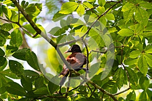 Montezuma Oropendola & x28;Psarocolius montezuma& x29;, taken in Costa Rica