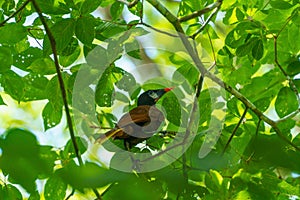 Montezuma Oropendola & x28;Psarocolius montezuma& x29;, taken in Costa Rica