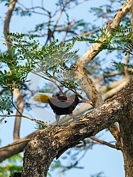 Montezuma Oropendola & x28;Psarocolius montezuma& x29;, taken in Costa Rica