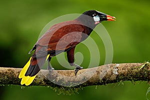 Montezuma Oropendola - Psarocolius montezuma tropical icterid bird. It is in the Caribbean coastal lowlands, Mexico, Panama,