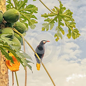 Montezuma Oropendola sitting in a papaya tree