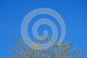 A month in the afternoon on a blue sky. The moon is visible during the daytime in autumn over the trees