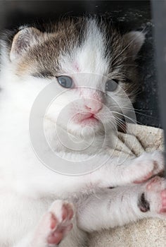 month kitten white with black spots