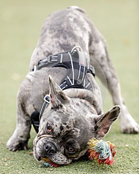 7-Month-Old Blue Merle Male Puppy French Bulldog Chewing Knot Rope Toy photo