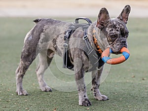 7-Month-Old Blue Merle Male Puppy French Bulldog Fetching Ring Toy photo