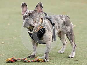 7-Month-Old Blue Merle Male Puppy French Bulldog Standing Next to Knot Rope Toy photo