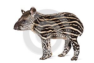 Month old Brazilian tapir standing in front of white background