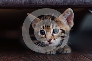 A month-old brown Bengal kitten laying on a wooden floor under the sofa.