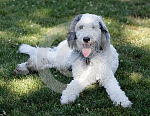 11-Month-Old Female Puppy Bernedoodle, cross breed of Bernese Mountain Dog and Poodle. Off-leash dog park in Northern California