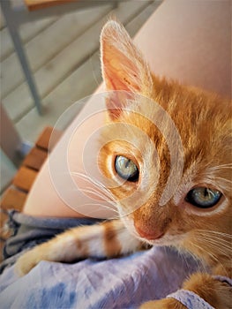 Orange kitten meet owner photo