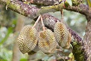 Monthong Durian fruit on tree