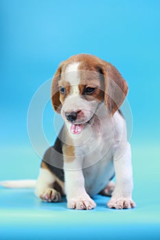 2 months beagle puppy sit down and looking camera