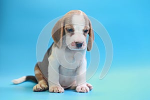 2 months beagle puppy sit down and looking camera