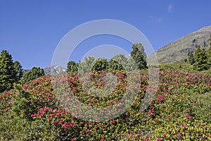 Alpine roses bloom in the Stubai Alps photo