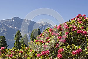 Alpine roses bloom in the Stubai Alps photo