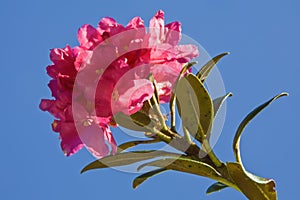 Alpine roses bloom against blue sky photo