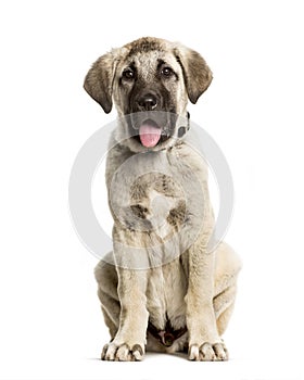 3 months old puppy Anatolian Shepherd dog sitting against white photo