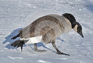 Monticello goose