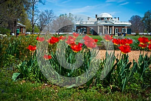 Monticello Scene with Focus on Red Tulips