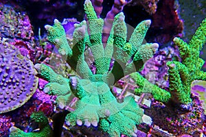 Montipora SPS coral in reef aquarium tank