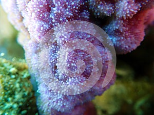 Montipora SPS coral in reef aquarium tank