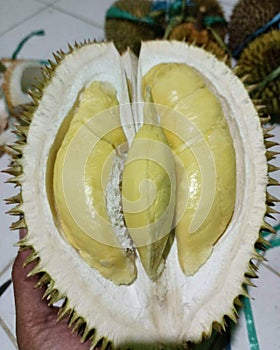 Montong durian fruit, sweet, thick flesh, sold expensively, commodity, expensive fruit