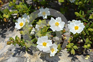 Montpellier cistus