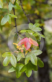 Montpellier Maple, Acer monspessulanum