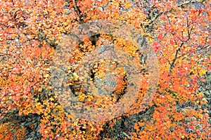 Montpellier maple in autumn