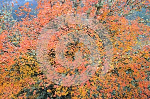 Montpellier maple with its autumnal leaves