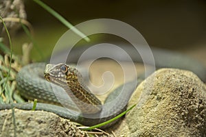 Montpellier snake in zoo