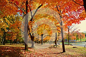 Montreal, Autumn, Quebec Canada